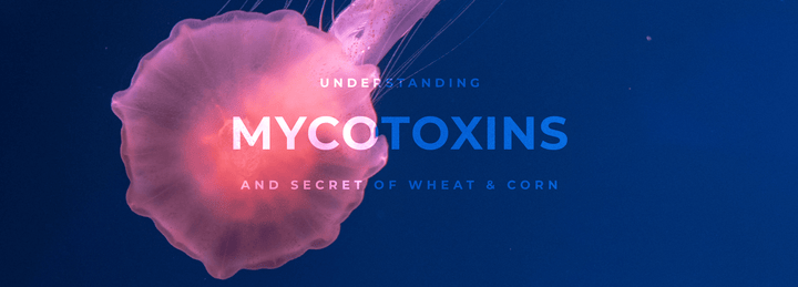 Mycotoxins: Why You Should Think Twice Before Eating Wheat and Corn
